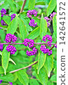 Small purple berries of the Japanese beautyberry (Autumn, September) 142641572