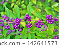 Small purple berries of the Japanese beautyberry (Autumn, September) 142641573
