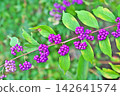 Small purple berries of the Japanese beautyberry (Autumn, September) 142641574