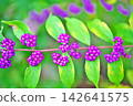 Small purple berries of the Japanese beautyberry (Autumn, September) 142641575