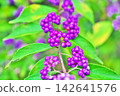 Small purple berries of the Japanese beautyberry (Autumn, September) 142641576
