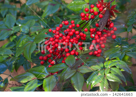Winter forest scenery: red nandina berries and green leaves Winter forest scenery: red nandina berries and green leaves 142641663