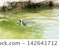 一張海角企鵝游泳的照片。 142641712