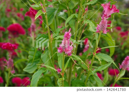 Celosia 06 Celosia 06 142641780