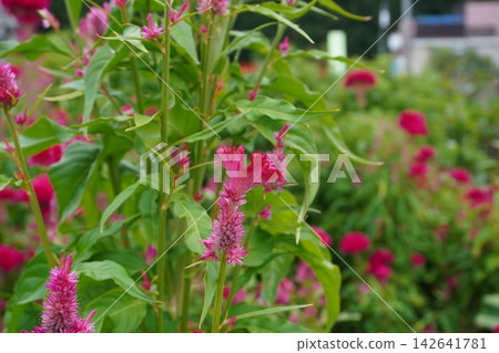 Celosia 07 Celosia 07 142641781