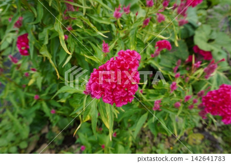 Celosia argentea 09 Celosia argentea 09 142641783