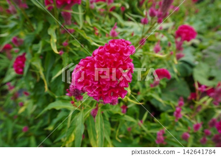 Celosia argentea 10 Celosia argentea 10 142641784
