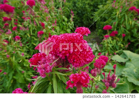 Celosia argentea 11 Celosia argentea 11 142641785