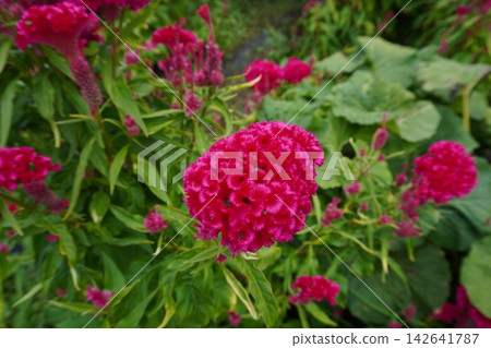 Celosia argentea 13 Celosia argentea 13 142641787