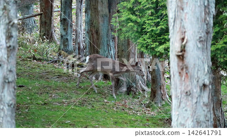 Ezo deer spotted at the campsite in Poroto Nature Recreation Forest Ezo deer spotted at the campsite in Poroto Nature Recreation Forest 142641791
