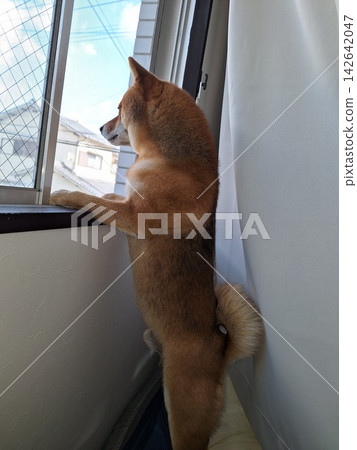 一隻柴犬正望著窗外。 一隻柴犬正望著窗外。 142642047