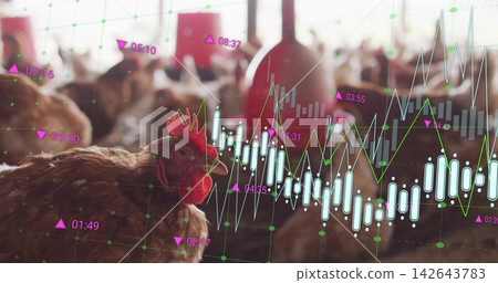 Showing brown hen pecking left in poultry barn, with red feeders, flock, data overlays, copy space Showing brown hen pecking left in poultry barn, with red feeders, flock, data overlays, copy space 142643783