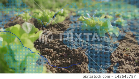 Displaying central soil ridge with lettuce seedlings in garden bed, showing blue data overlay 142643787