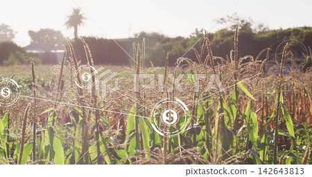 Showing cereal stalks backlit by low sun on farmland, displaying dollar icons and connecting lines Showing cereal stalks backlit by low sun on farmland, displaying dollar icons and connecting lines 142643813