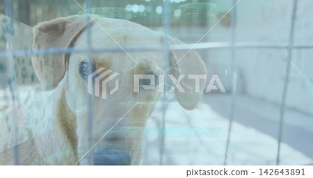 Peering light tan dog pressing face against metal wire grid in kennel, with bedding reflections Peering light tan dog pressing face against metal wire grid in kennel, with bedding reflections 142643891