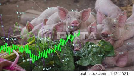 Squealing piglet cluster nibbling leafy greens from pink basket on farm ground, with data overlays Squealing piglet cluster nibbling leafy greens from pink basket on farm ground, with data overlays 142645214
