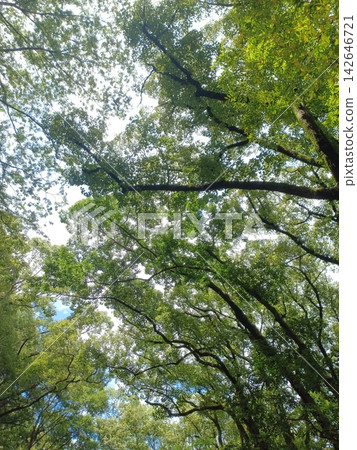 在樹林裡仰望的天空 在樹林裡仰望的天空 142646721