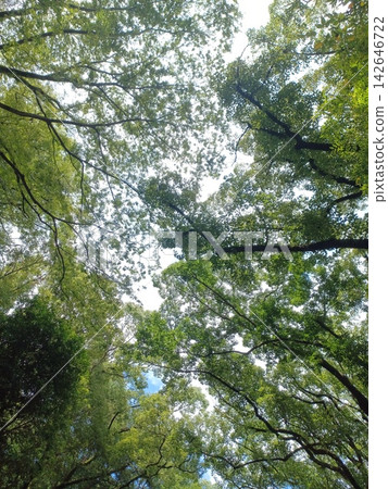 在樹林裡仰望天空 142646722