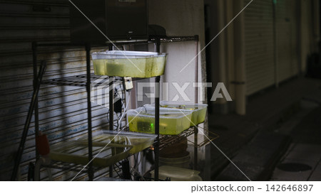 街頭用壓克力箱飼養的青鱂魚 街頭用壓克力箱飼養的青鱂魚 142646897