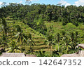 Tegalalang Rice Terraces, Bali 142647352