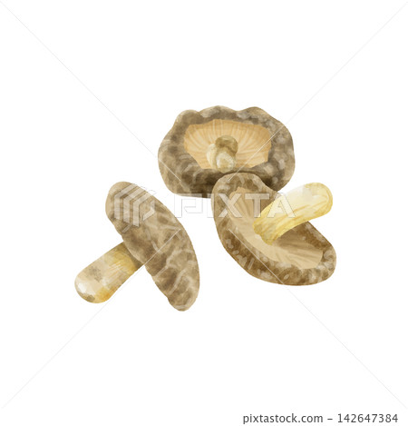 Watercolor-painted dried shiitake mushrooms - an ingredient for dashi stock. Watercolor-painted dried shiitake mushrooms - an ingredient for dashi stock. 142647384