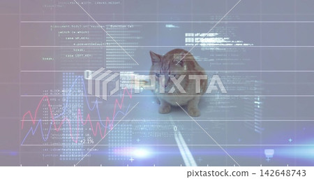Crouching ginger tabby cat watching holographic code overlays with red blue line charts in studio 142648743