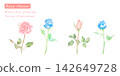 Beautiful pink and blue rose vector illustration painted in watercolor. 142649728
