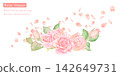 A beautiful watercolor vector illustration of pink roses. 142649731
