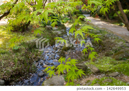 春天,一棵盛開的楓樹矗立在溪邊,櫻花飄落(調布庭園) 春天,一棵盛開的楓樹矗立在溪邊,櫻花飄落(調布庭園) 142649953