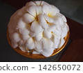 Plumeria 142650072