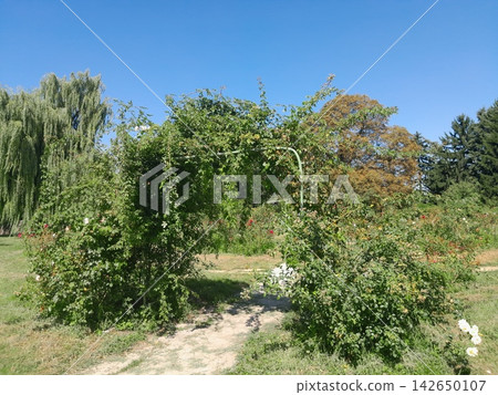 Natural Garden Archway with Cascading Foliage in Summer Natural Garden Archway with Cascading Foliage in Summer 142650107