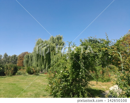 Natural Garden Archway with Cascading Foliage in Summer Natural Garden Archway with Cascading Foliage in Summer 142650108