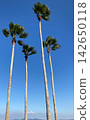 A clear blue sky and four towering palm trees. 142650118