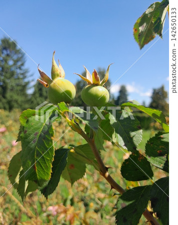 Rose Hip Berry Close Up Among Green Leaves in Summer Garden Rose Hip Berry Close Up Among Green Leaves in Summer Garden 142650133
