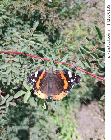 Colorful Butterfly in Sunny Garden Close Up Colorful Butterfly in Sunny Garden Close Up 142650135