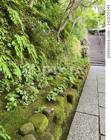 一條長滿青苔的小徑穿過綠意盎然的林蔭道 一條長滿青苔的小徑穿過綠意盎然的林蔭道 142650144