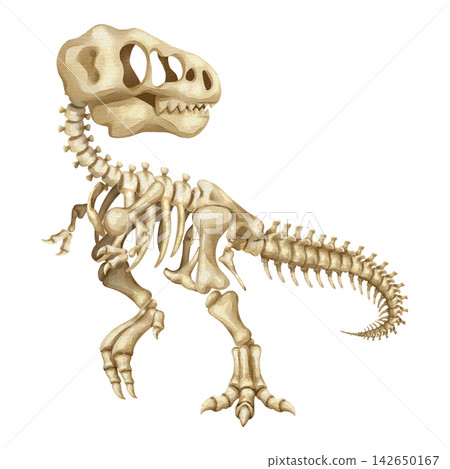 Watercolor t-rex dinosaur skeleton isolated PNG illustration, featuring a hand-drawn prehistoric tyrannosaurus fossil bones structure on a transparent background. Watercolor t-rex dinosaur skeleton isolated PNG illustration, featuring a hand-drawn prehistoric tyrannosaurus fossil bones structure on a transparent background. 142650167