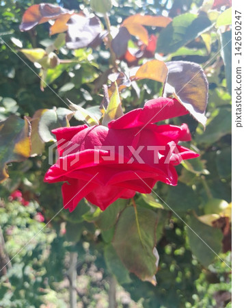 Close-Up of Blooming Rose Flower on the Bush in Summer Garden 142650247