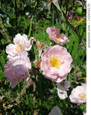 Close-Up of Blooming Rose Flower on the Bush in Summer Garden Close-Up of Blooming Rose Flower on the Bush in Summer Garden 142650270