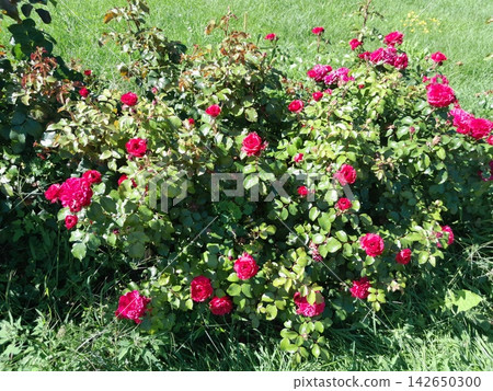 Close-Up of Blooming Rose Flower on the Bush in Summer Garden Close-Up of Blooming Rose Flower on the Bush in Summer Garden 142650300