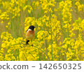 Swallows and rapeseed flowers 142650325