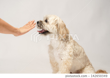 A Maltipoo and Shih Tzu mix dog learns to "stay" using its owner's hand signals. A Maltipoo and Shih Tzu mix dog learns to "stay" using its owner's hand signals. 142650349