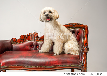 一隻馬爾濟斯犬和西施犬的混血犬坐在復古風格的紅色沙發上。 一隻馬爾濟斯犬和西施犬的混血犬坐在復古風格的紅色沙發上。 142650355