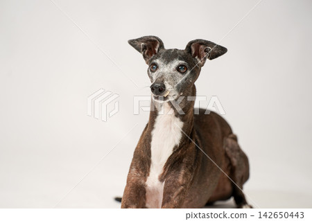 A senior Italian Greyhound sitting against a white background. A senior Italian Greyhound sitting against a white background. 142650443