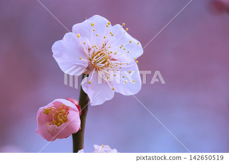 白梅花 142650519