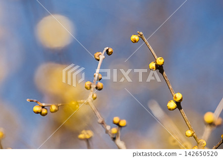 發光在藍天的蠟李子花 142650520