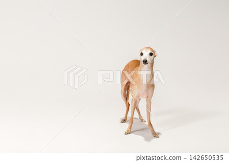 An Italian Greyhound facing forward in a studio with a white background. An Italian Greyhound facing forward in a studio with a white background. 142650535