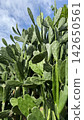 Opuntia cactus in the garden 142650561