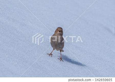 一隻可愛的日本重音鷸在雪地裡唱歌:初夏的野生動物和美麗的自然風光 一隻可愛的日本重音鷸在雪地裡唱歌:初夏的野生動物和美麗的自然風光 142650605
