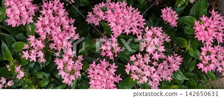 鮮豔的粉紅色五星級花 鮮豔的粉紅色五星級花 142650631